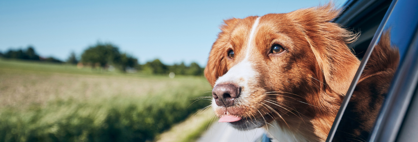 Clintonville veterinarians