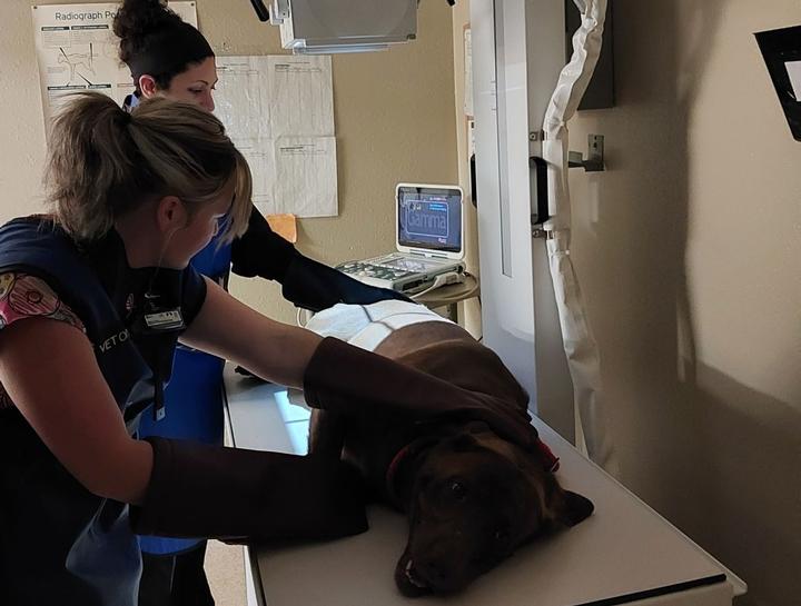 Pet Digital Radiology