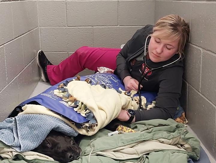 $City Veterinary Surgeries