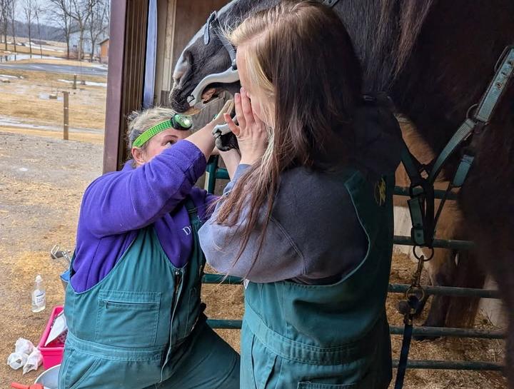 Livestock veterinarian